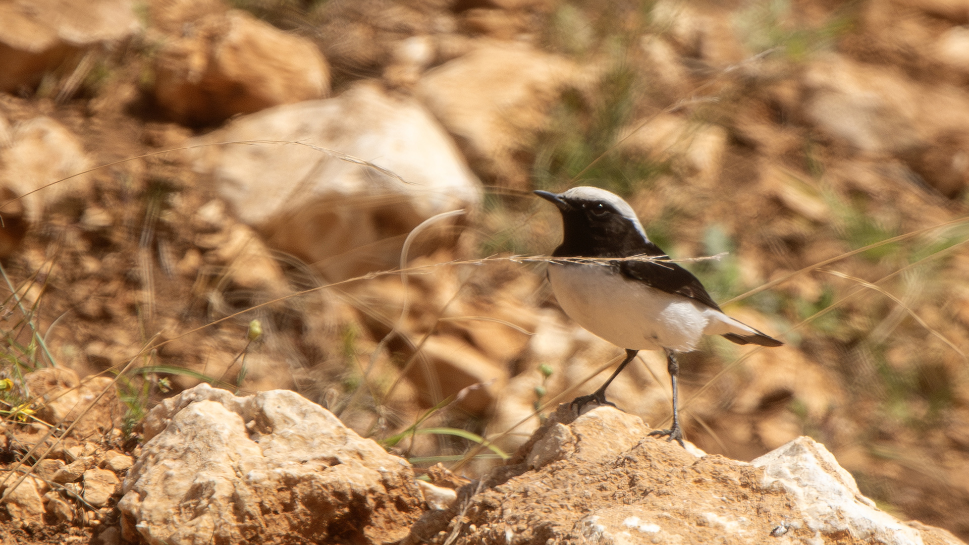 Finsch's Wheatear
